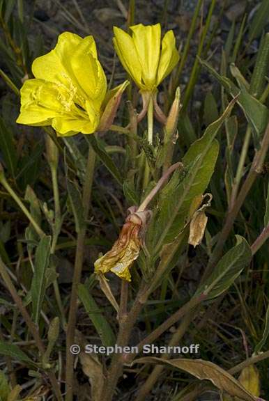 oenothera elata ssp hirsutissima 12 graphic